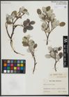 Foto von Salix vestita Pursh